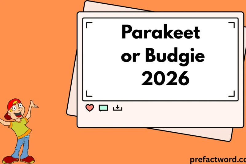 Parakeet or Budgie Truth Behind the Names 2026
