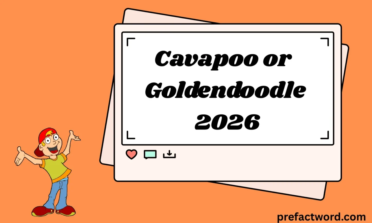 Cavapoo or Goldendoodle