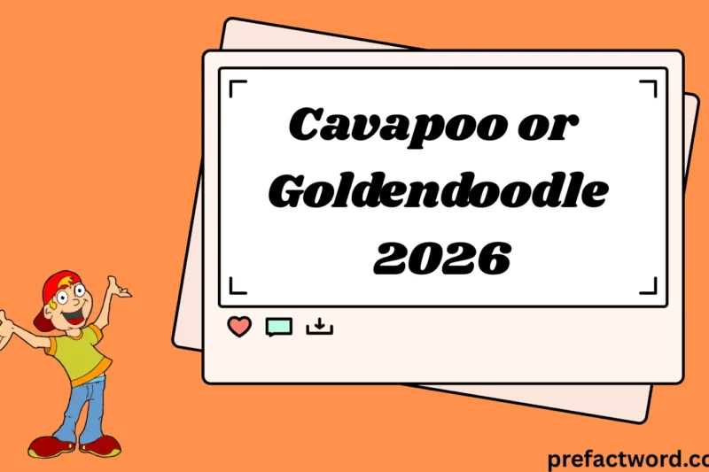Cavapoo or Goldendoodle Which Fluffy Companion Fits Your Life?2026